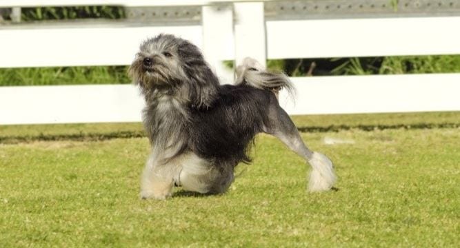 2nd most expensive dog breed: Löwchen