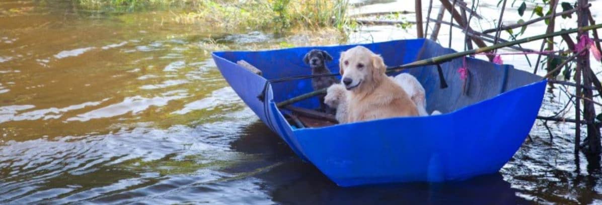 Dogs on the emergency boat to evacuate