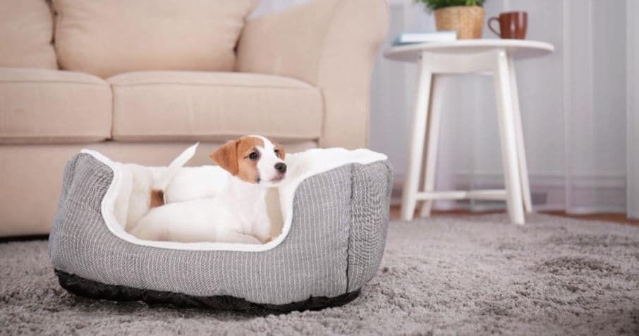 Puppy lies on dog cushion