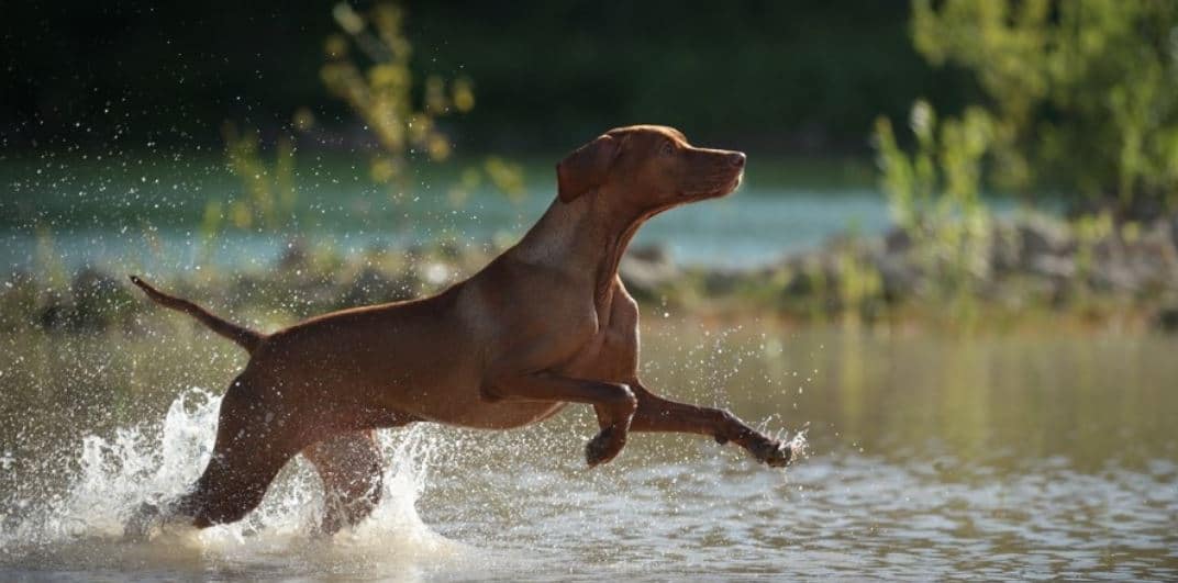 Dog going over the river