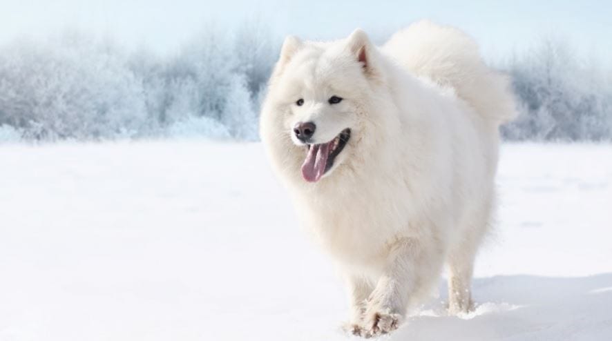 The most expensive dog breed: Samoyed