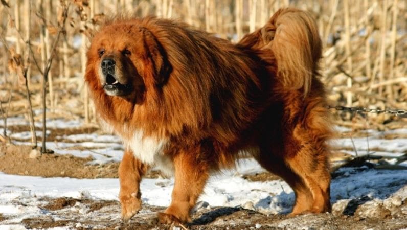 4th most expensive dog breed: Tibetan Mastiff