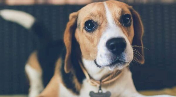 Breeds 101: Hound Dogs - Prudent Pet Insurance