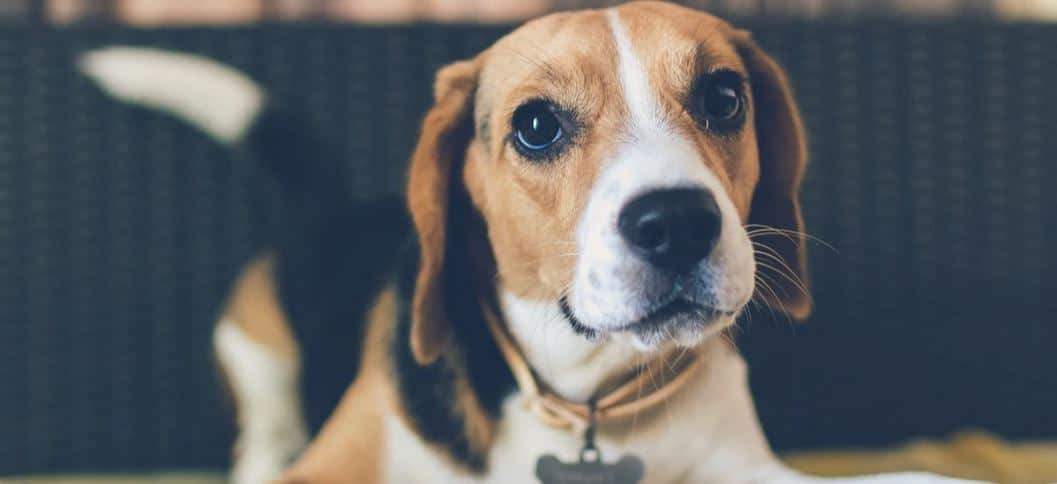 One of the most popular hound breeds: Beagle