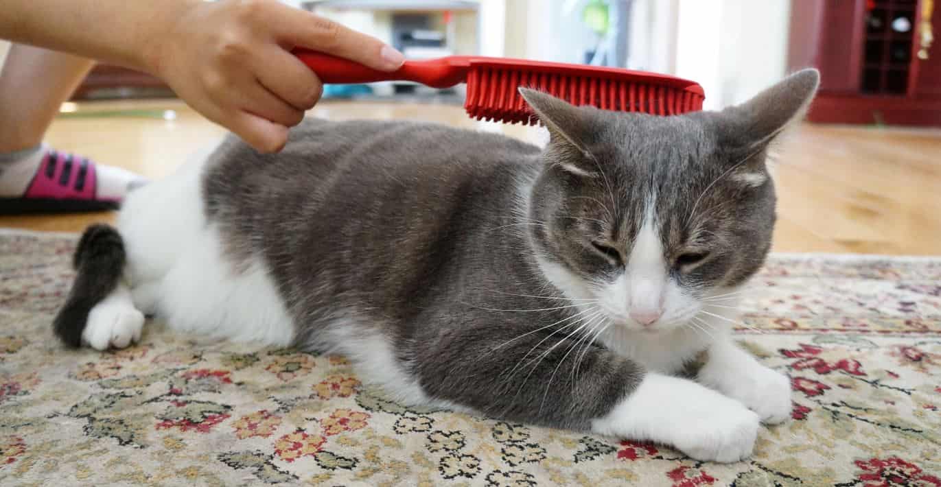 Cat having brushed