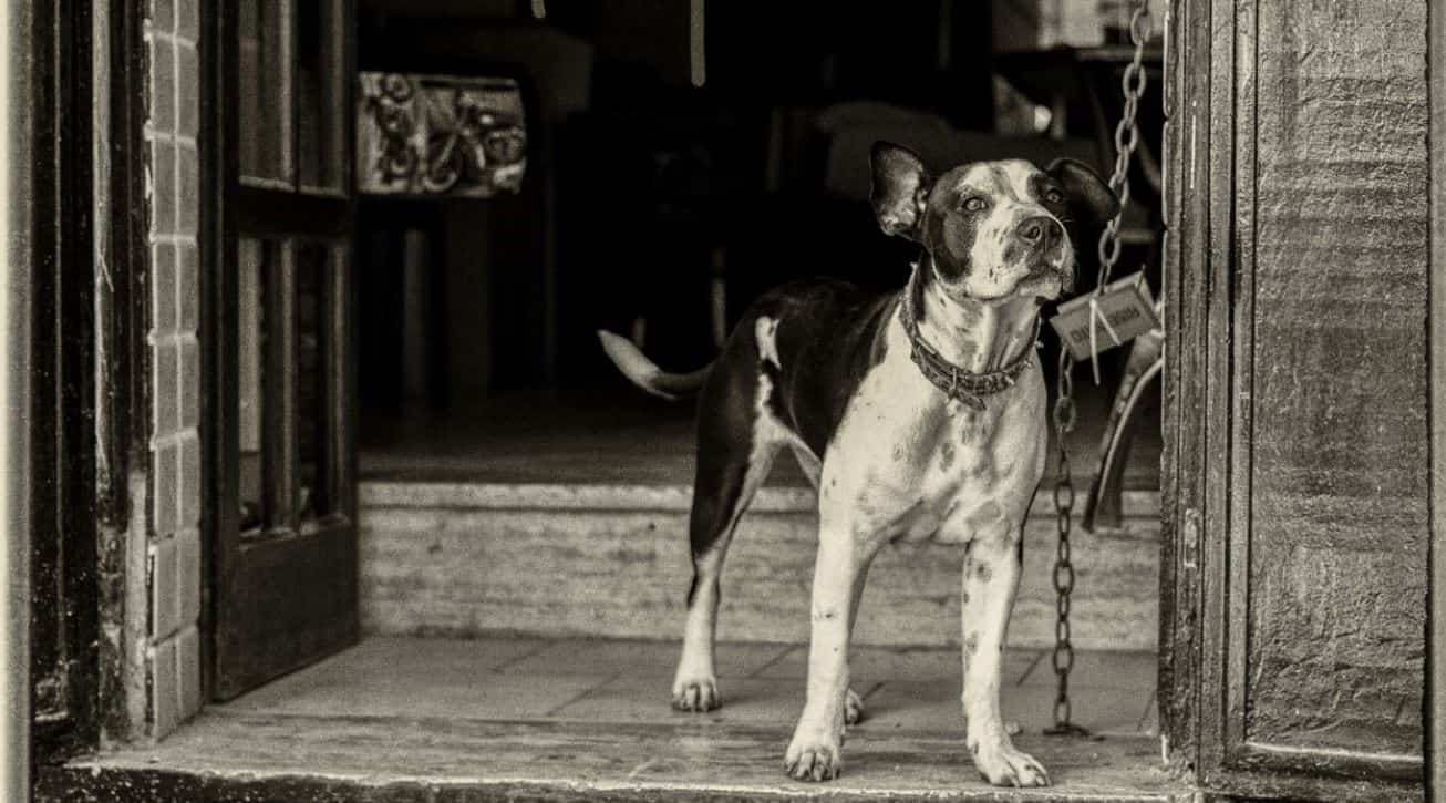 Old dog image in black and white