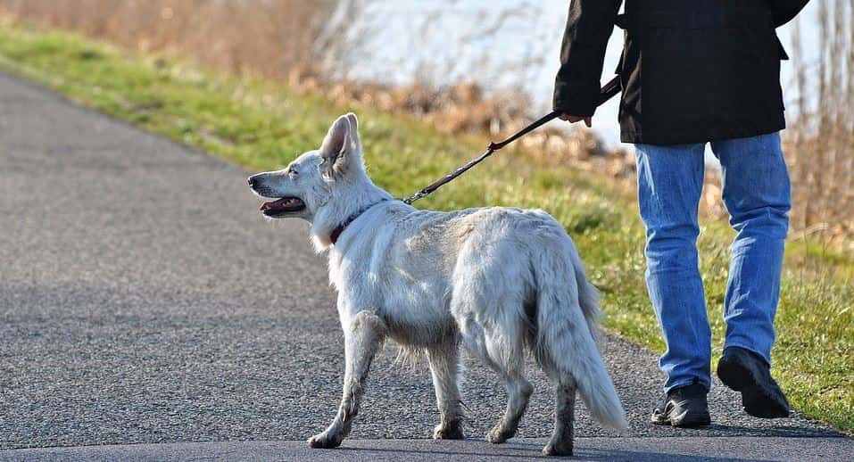 Dog owner walk a dog with collar