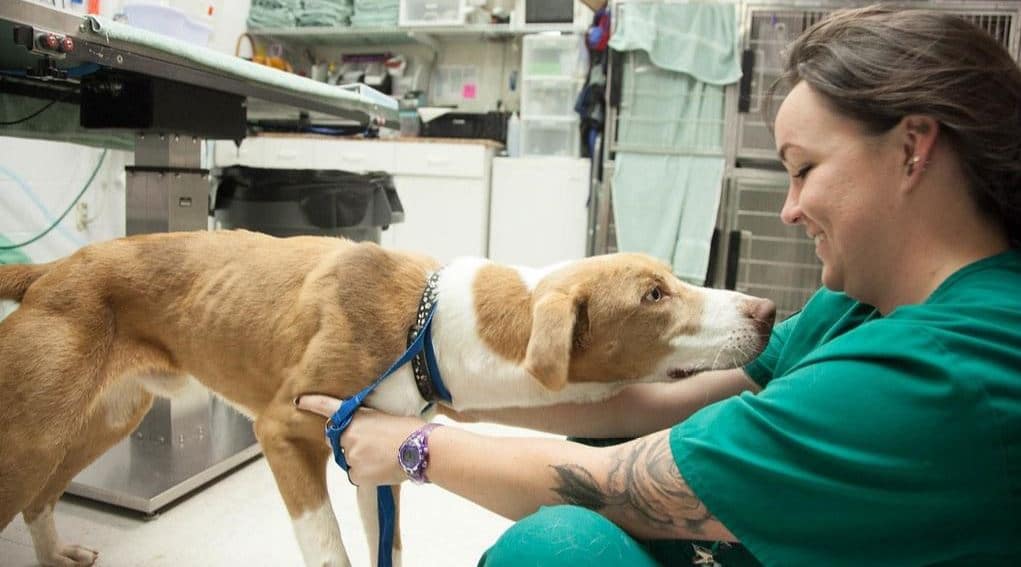 Vet tech pets dog in pet hospital exam room