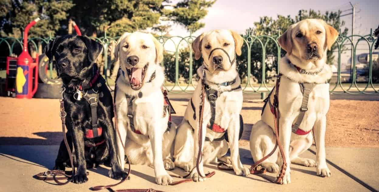 4 guide dogs in a row 
