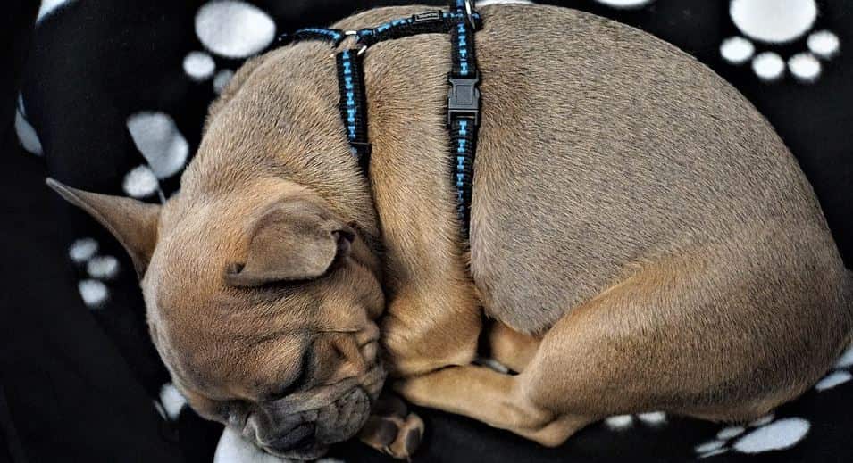 Harnessed dog sleeping