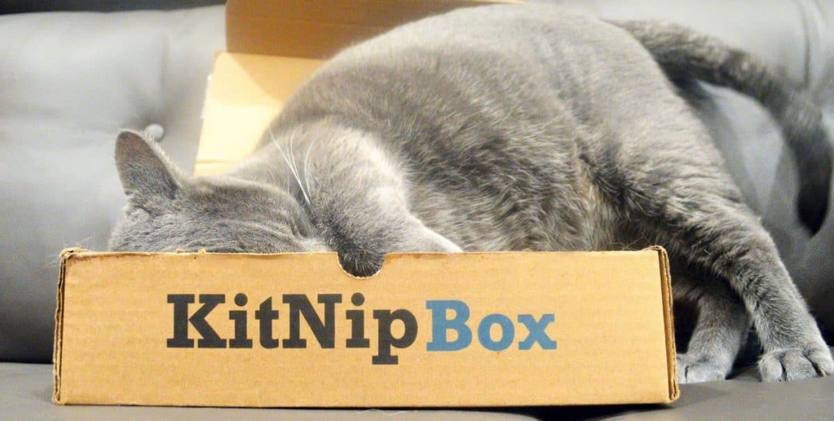 Monty puts his head to KitNipBox