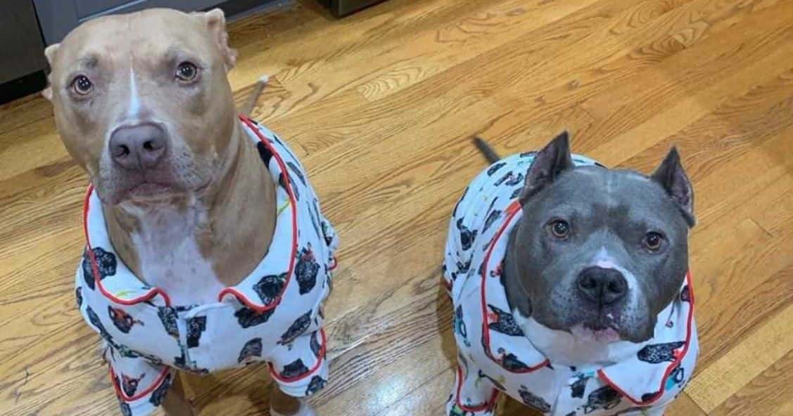Two Pit Bulls wearing pajamas