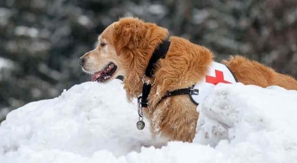 Search dog in mission in the snow