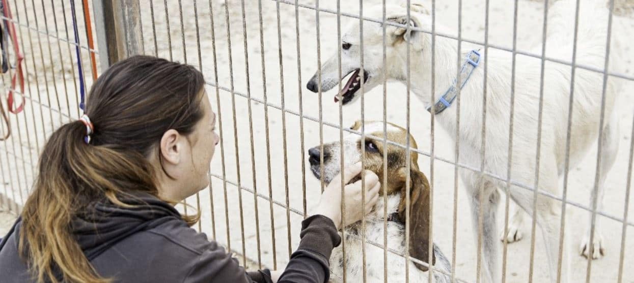 Woman pets shelter dogs