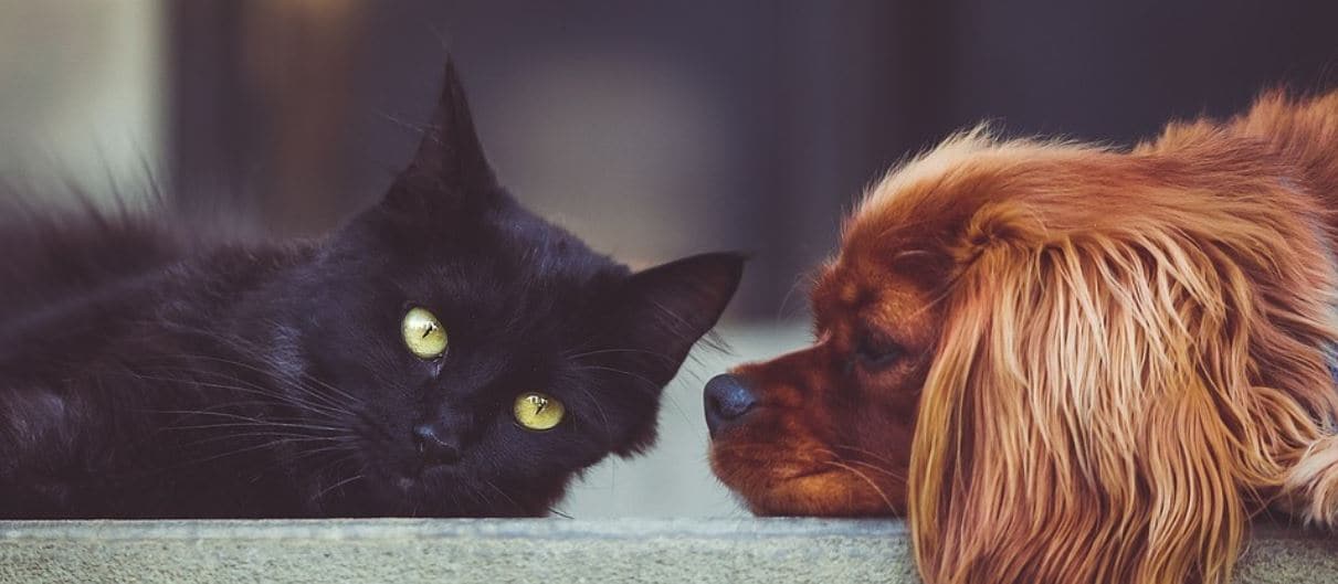Black cat and ruby king charles cavalier dog lay down together