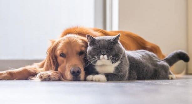 cats for dog lovers