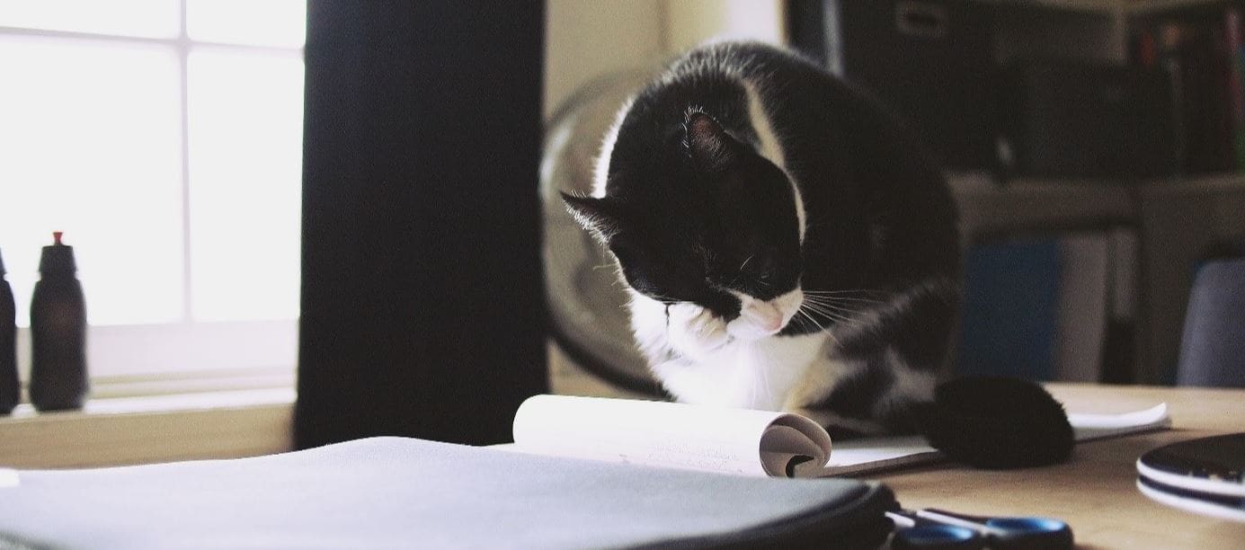 Cat reading a note on desk