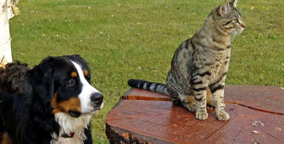 Cat sits on a table next to dog