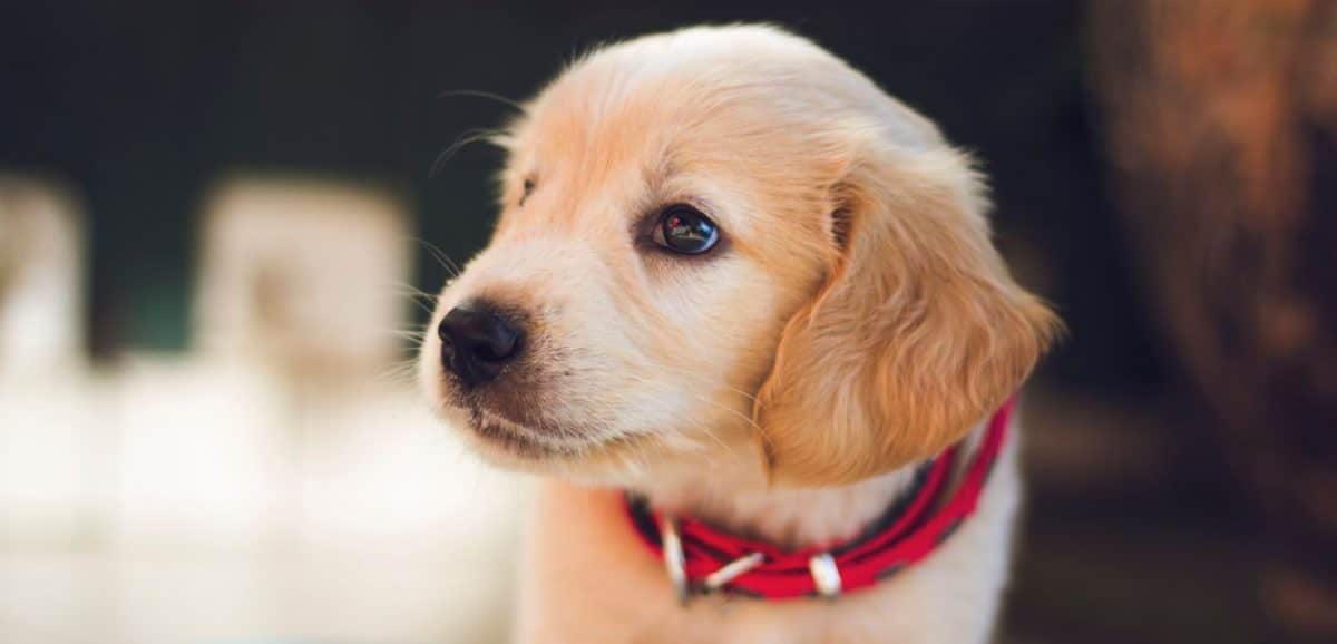 Labrador puppy close up
