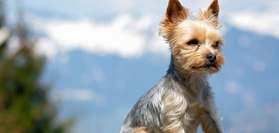 Toy breed: Terrier toy