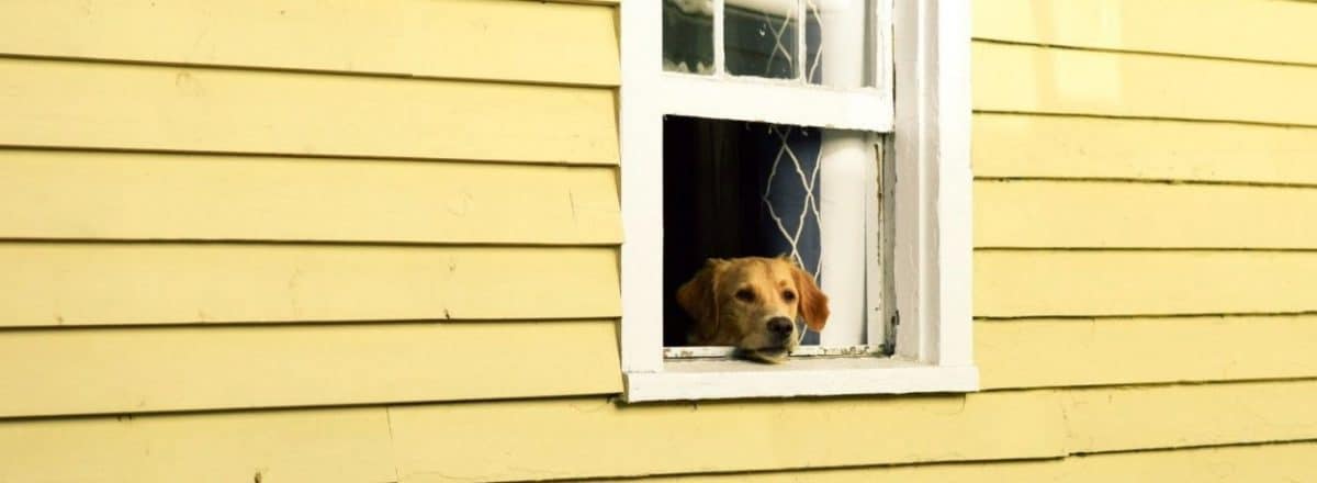 Golden Retriever looking with head out window