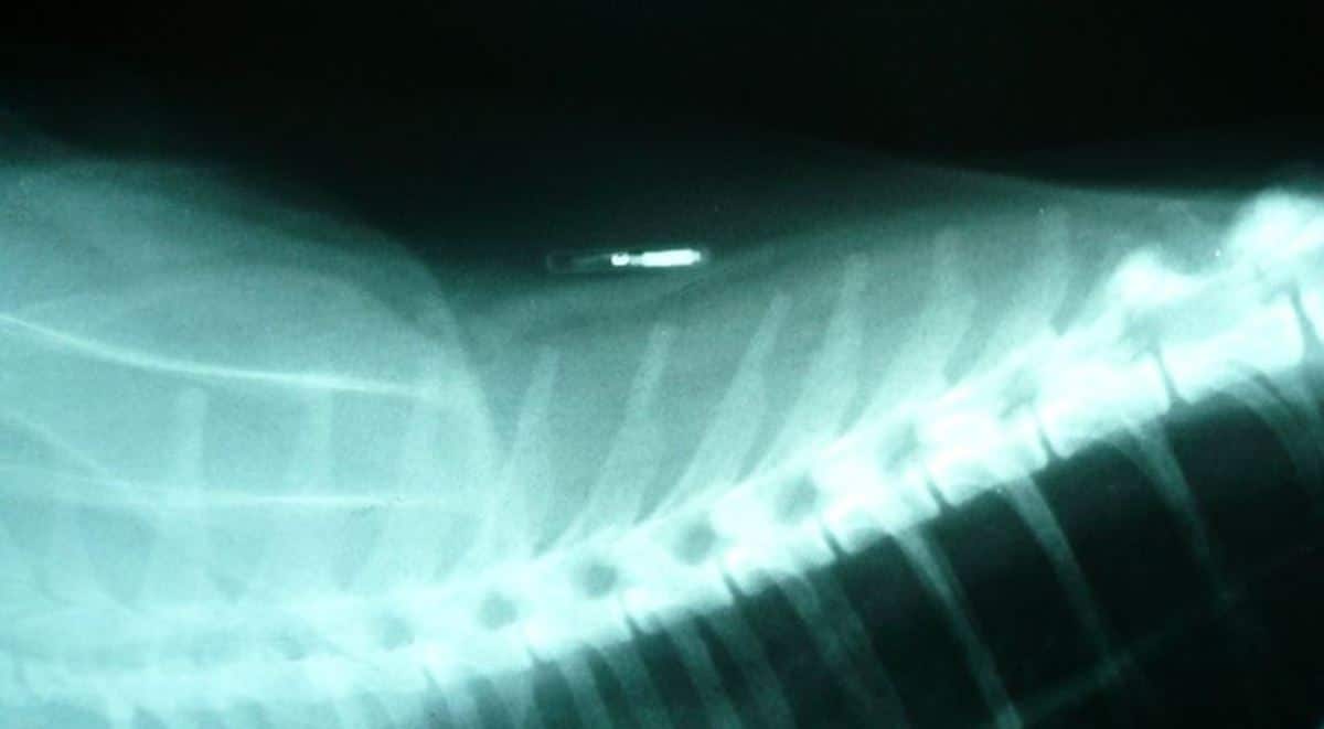 Dog's X-ray scan