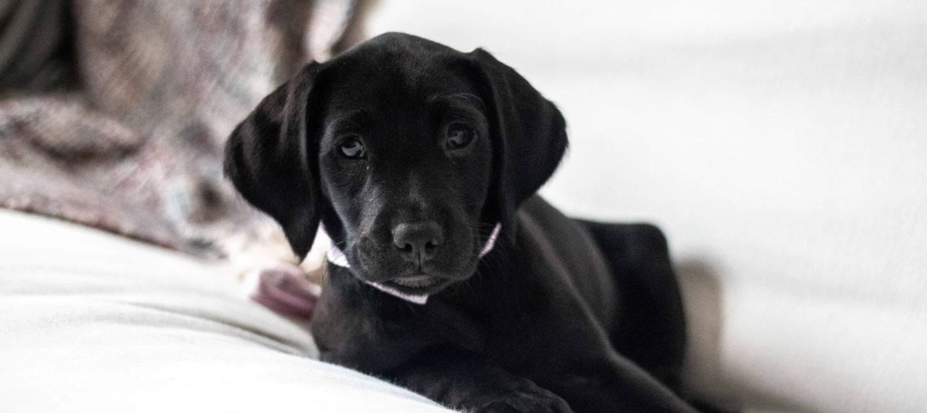 Black lab on the bed