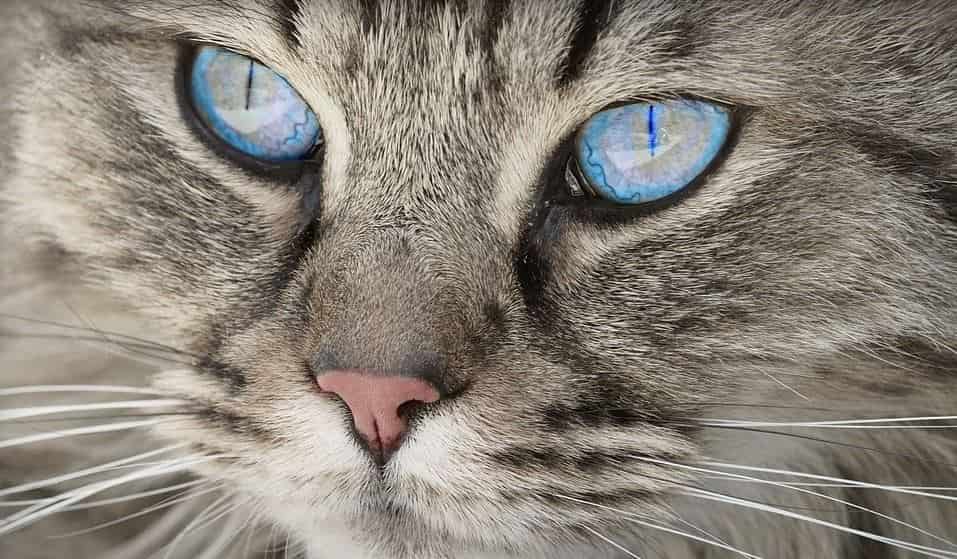 Blue eyed cat closed up