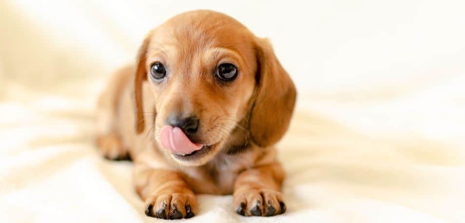Brown dachshung with tongue out laying down