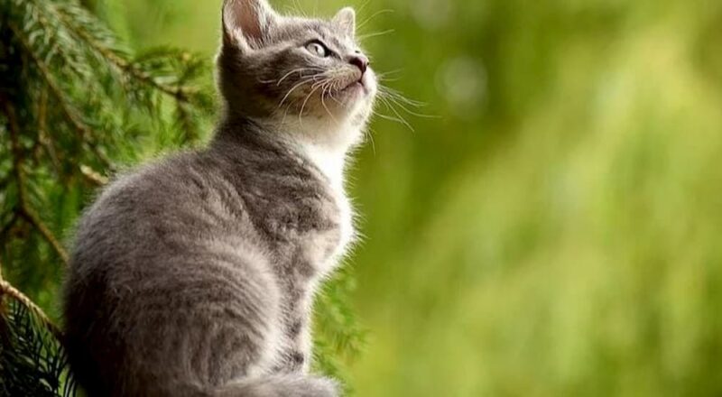 how-to-find-a-lost-cat-prudent-pet-insurance