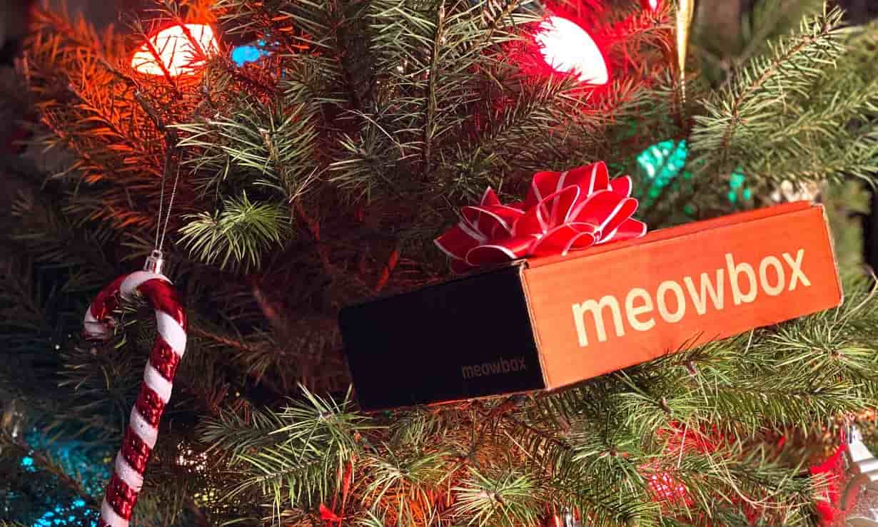 Meowbox in a Christmas tree
