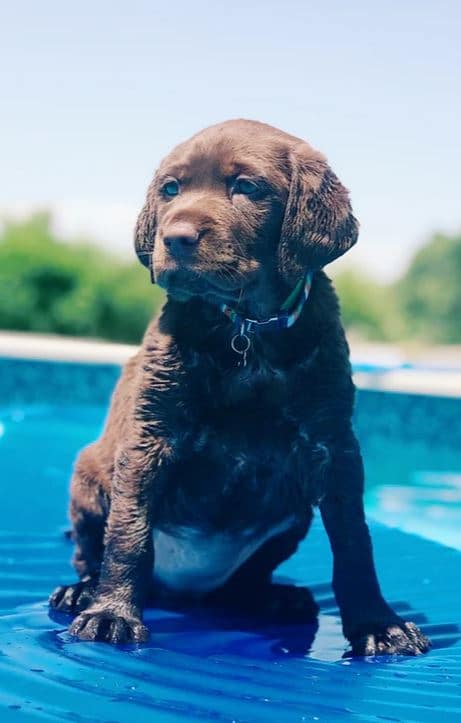 Labrador puppy on the pool