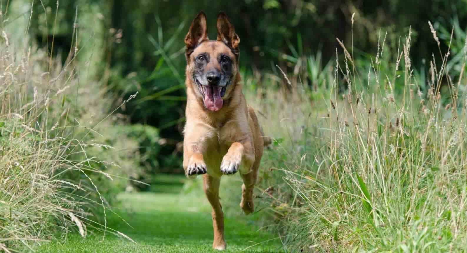 German Shepherd running