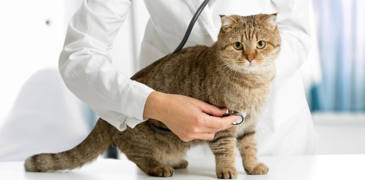 Cat being examined with a stethoscope by vet