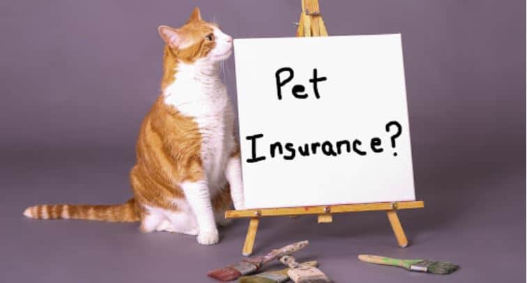 Cat and white board that says Pet Insurance