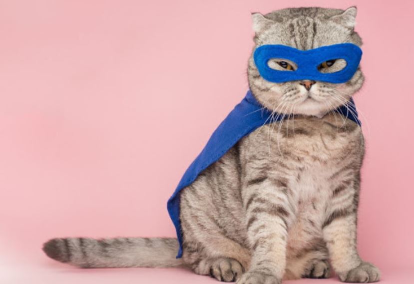 Cat wearing super hero costume