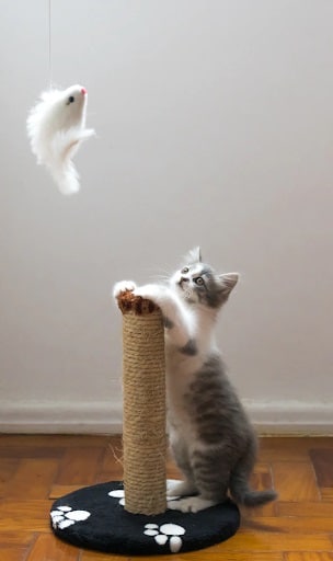 Kitty plays with Cat tower toy