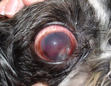 Maladie oculaire du chien vue de près
