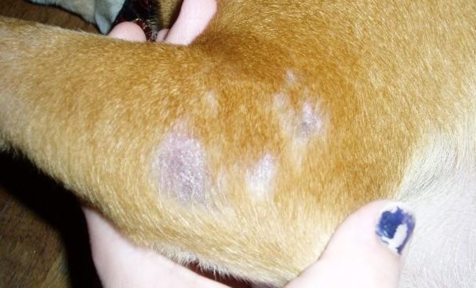 English Bulldog skin conditions