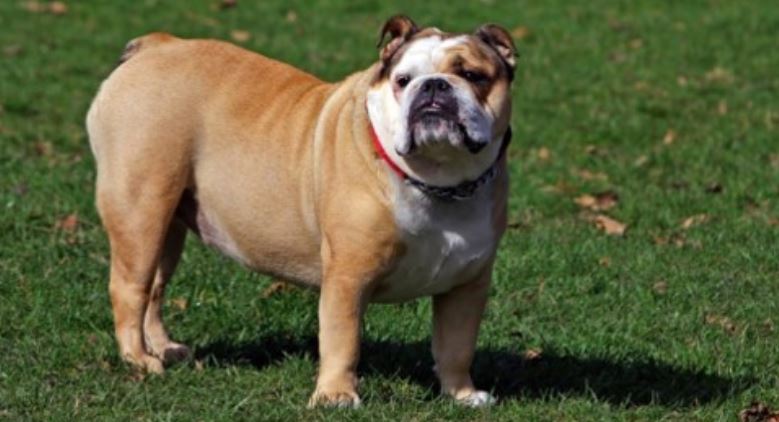 Bulldog anglais carrure anormale