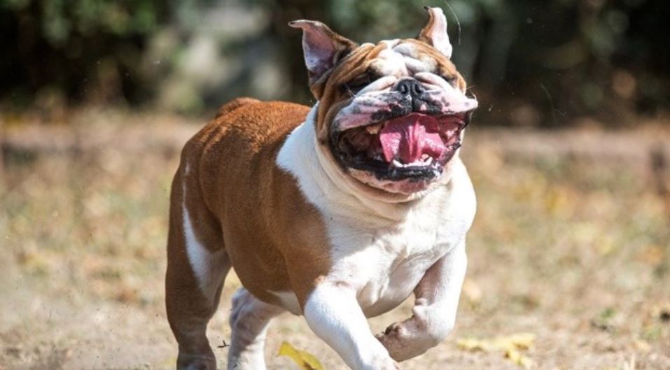 English Bulldog running