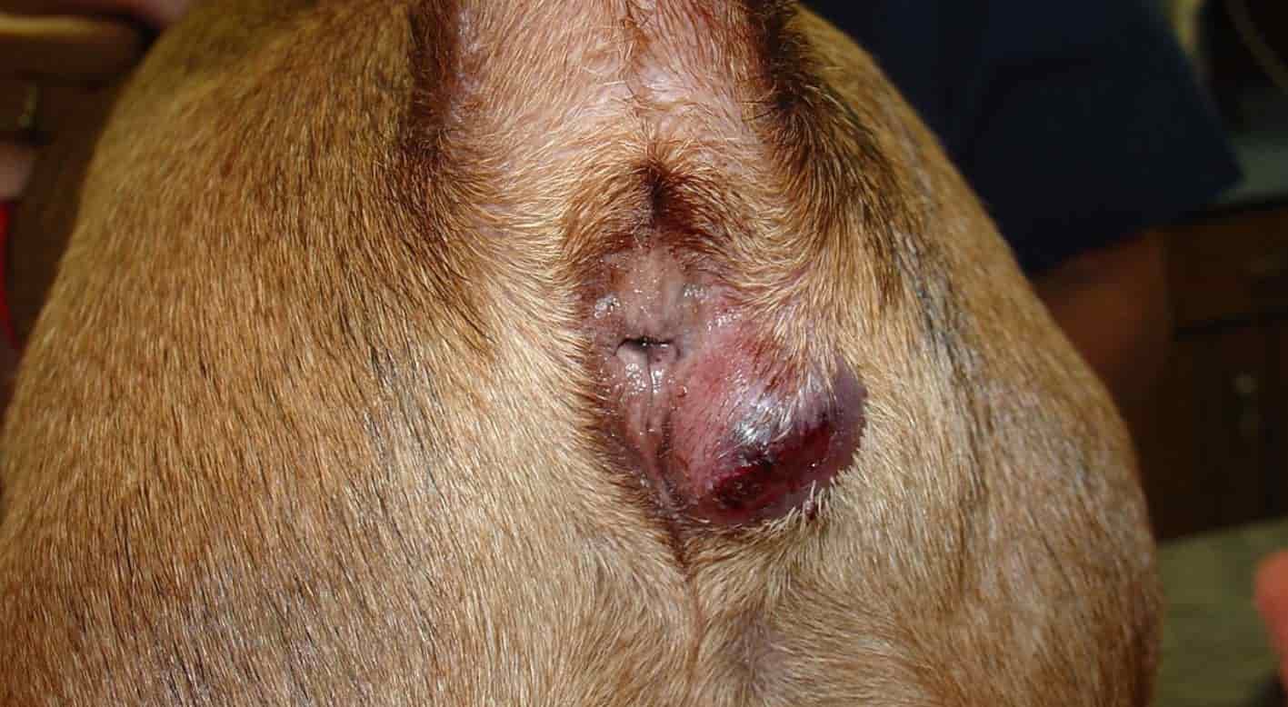 French Bulldog anal sac impaction