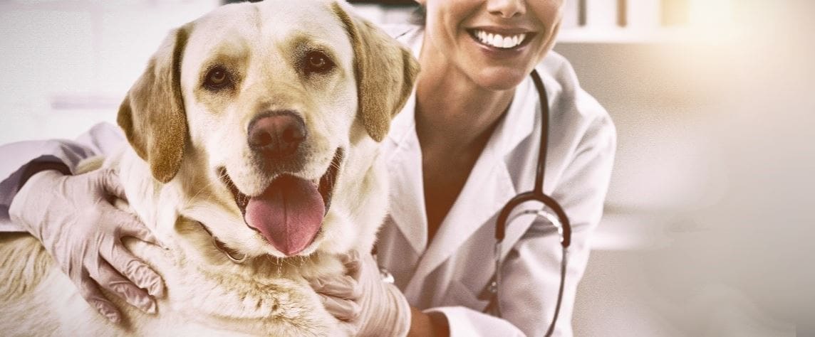dog checkup cost