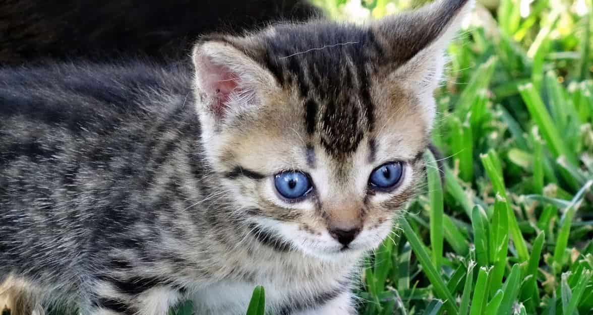 Blue eyed cat outdoor