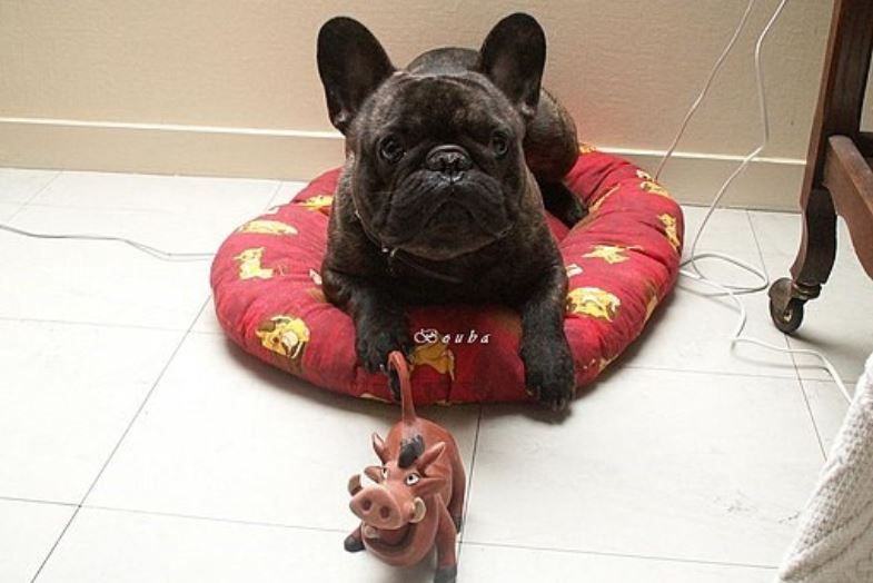 French Bulldog with a toy