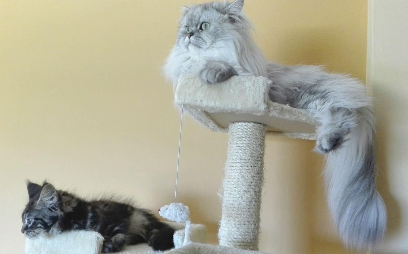 2 cats stay on the cat tower