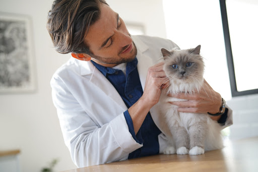 Male vet checking a cat