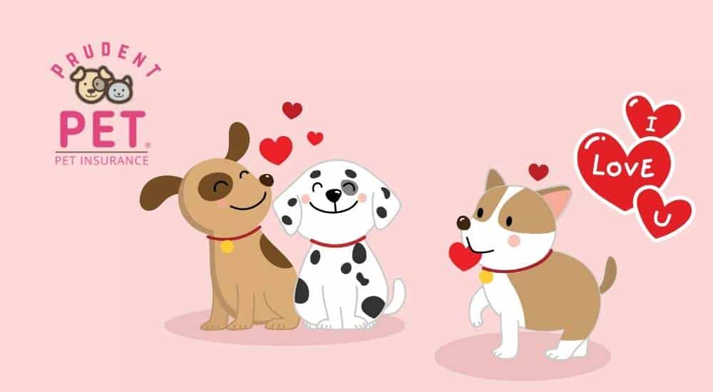 Valentines day pets with hearts and prudent pet logo