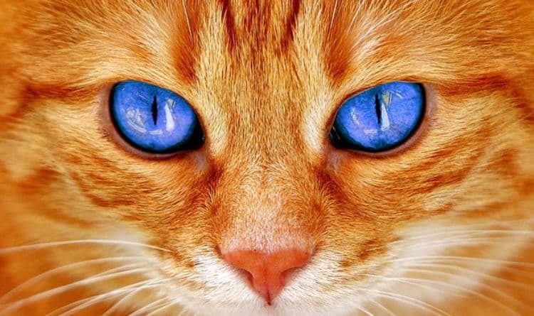 Blue eyed cat close up