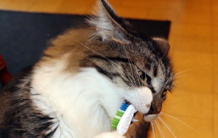 Cat holds a tooth brush in mouth